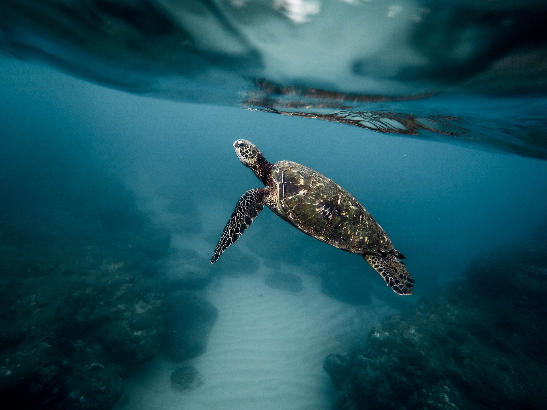 Impacts of Coastal Traffic Wild Animals Habitats